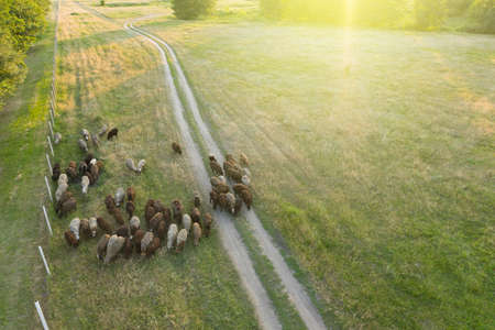 A flock of sheep walks through a green field, aerial view