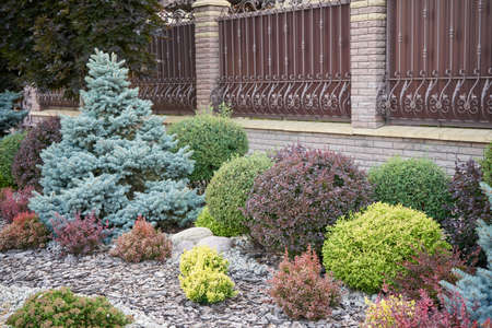 Various bushes in the home garden, landscape design