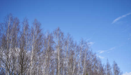 Tree branches of a birch on a background of blue sky in spring