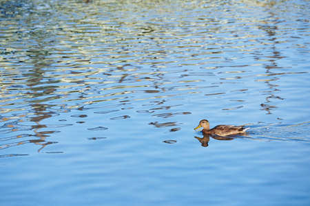 Mallard duck swims in clear blue waterの写真素材