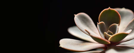 Succulent plant on black background, closeup side view with text spaceの写真素材
