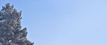 Snow covered pine tree on a blue sky background with copy space for bannerの写真素材