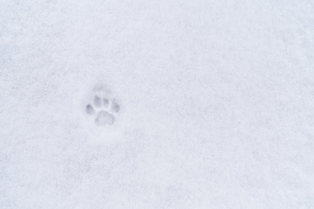 Footprint of a domestic cat in the snow with copy spaceの写真素材