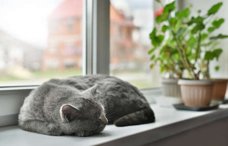 Big gray cat sleeps on the windowsillの写真素材