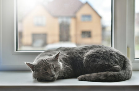 Gray cat of British breed sleeps on the windowsillの写真素材