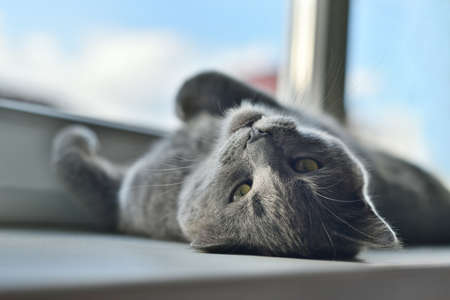 Gray cat sleeping funny on the windowsill