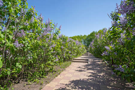 Blooming bushes of lilacs in springtime and sidewalkの写真素材