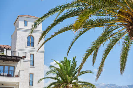 Bright branches of a palm tree on the background of the apartments. The concept of buying an apartment in Europeの写真素材