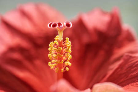 Closeup of a red hibiscus flower, stalk and pistilの写真素材
