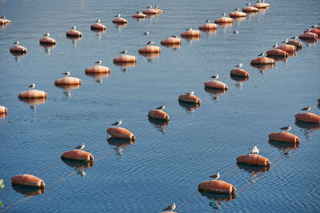 Seagulls sit on barrels of an oyster farm in the seaの写真素材