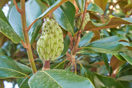 Magnolia fruit on a tree close up.の写真素材