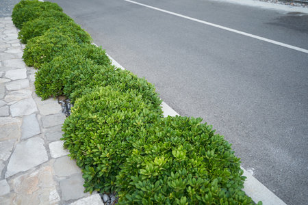 Boxwood bushes grow by the asphalt road.の写真素材