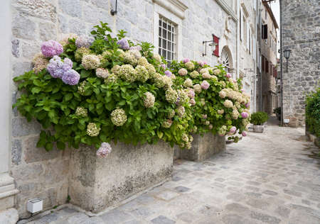 Large bushes of blooming hydrangea near the facade of an old building.の写真素材