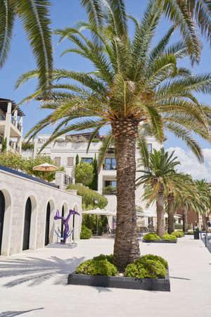 TIVAT, MONTENEGRO - JULY 15, 2021: Vibrant palm trees on the promenade of Porto Montenegroのeditorial素材