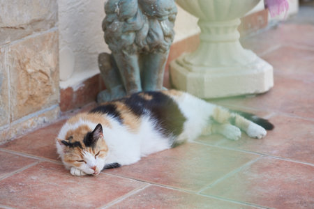 A cat with an open mouth sleeps on a tile on a hot dayの写真素材