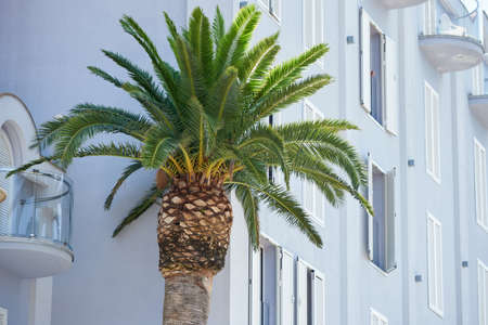 Palm tree grows near the wall of the buildingの写真素材