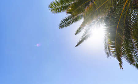 Palm branches against the background of the sun and blue skyの写真素材