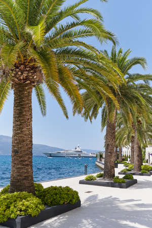 Vibrant palm trees against the background of the sea and yacht in the promenade of Porto Montenegroの写真素材