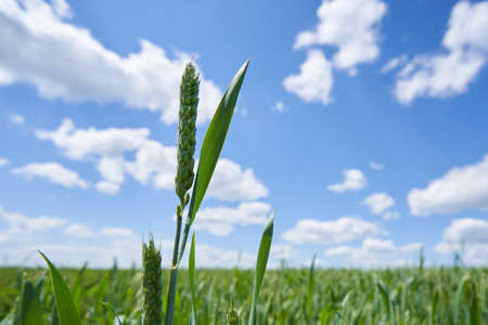Wheat field against the blue sky in Russiaの写真素材