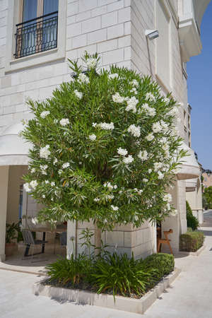 Oleander bush at the facade of the building for landscaping the territory