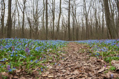 Spring forest with scilla flowers after winter in Russiaの写真素材