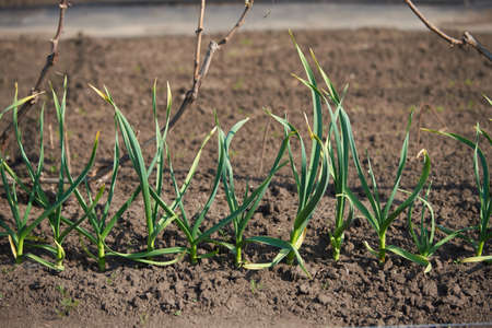 Green garlic sprouts growing in a vegetable gardenの写真素材