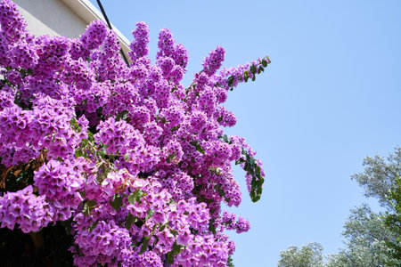 Vibrant bougainvillea against blue sky