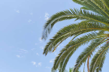 Palm branches on blue sky background, vacation conceptの写真素材