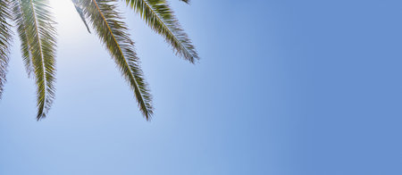 Vivid palm fronds on blue sky with copy spaceの写真素材
