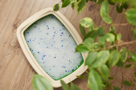 Litter box for domestic cats, top viewの写真素材