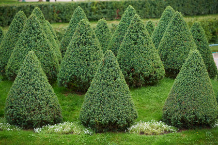 Triangle shaped trees of juniper in formal gardenの写真素材