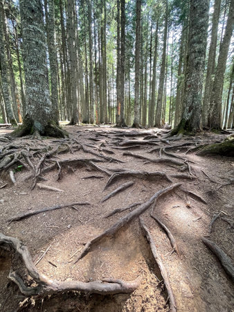 Tree roots on the ground surface in the forestの写真素材