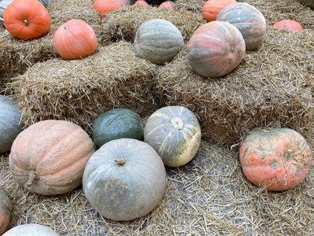 Ripe pumpkins of different colors on dry hayの写真素材