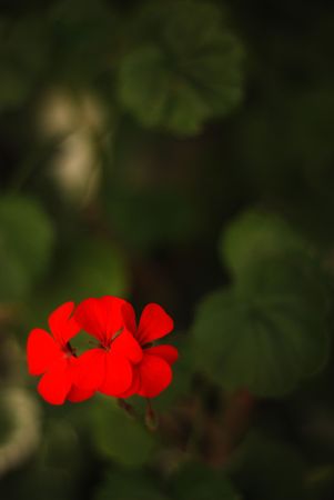 Red Flowersの写真素材