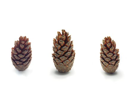 pinecones isolatedの写真素材