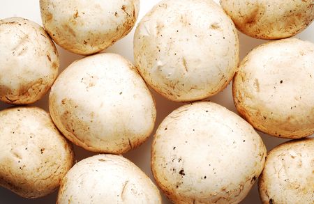 mushrooms backgroundの写真素材