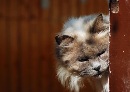 old cat portraitの写真素材