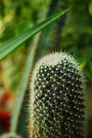cactus flowerの写真素材