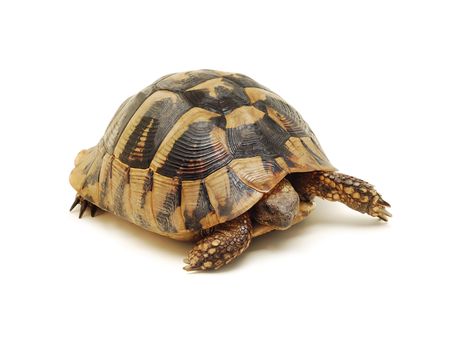 turtle isolatedの写真素材