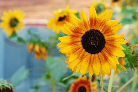 sunflowerの写真素材