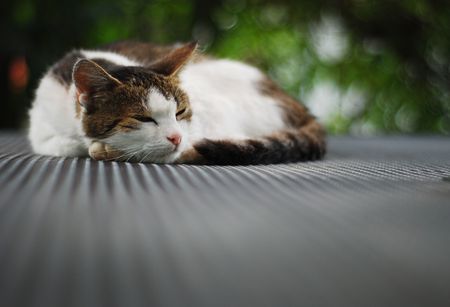 cat sleepingの写真素材