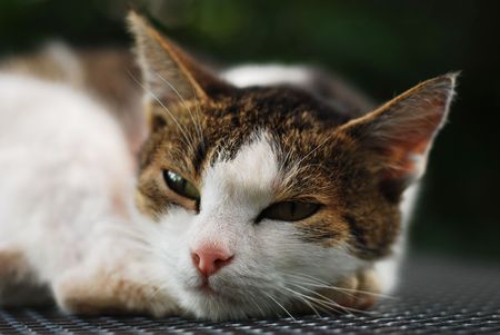lazy cat portraitの写真素材