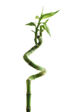 lucky bamboo isolatedの写真素材