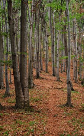 forest detail, autumn seasonの写真素材