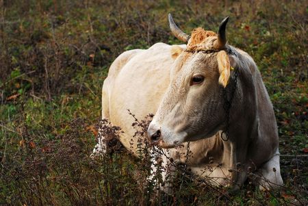 cowの写真素材