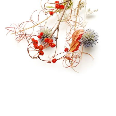 dried flowersの写真素材
