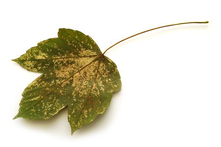 fallen leafの写真素材