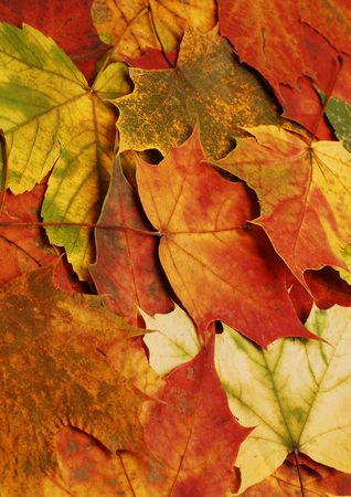autumn leaves backgroundの写真素材