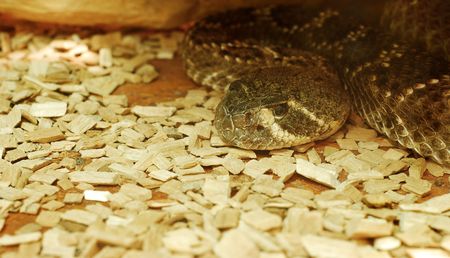 snakeの写真素材