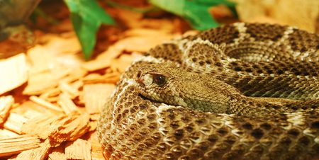 snakeの写真素材